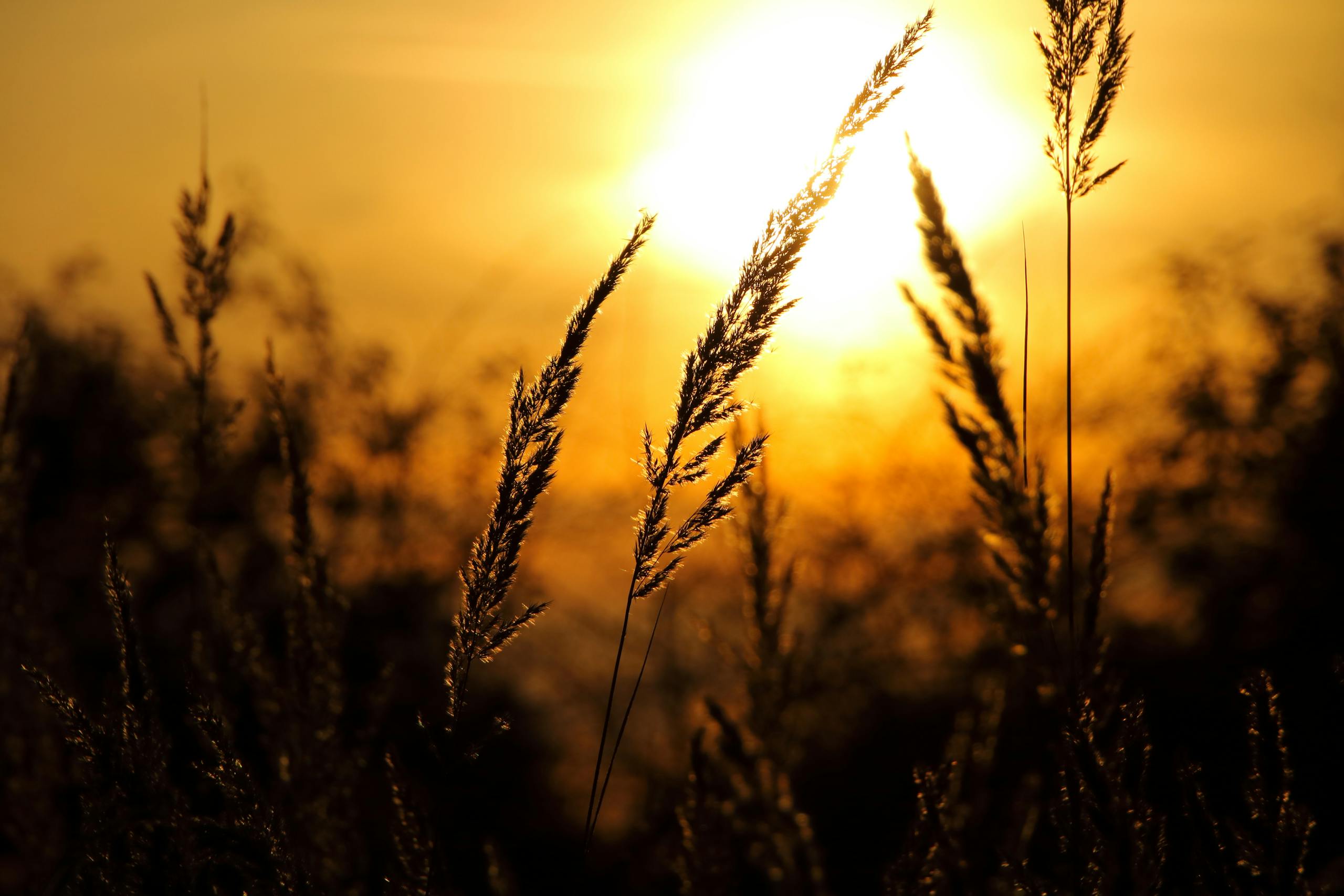 Captivating golden wheat at sunset with warm sunlight, a blend of nature and tranquility.